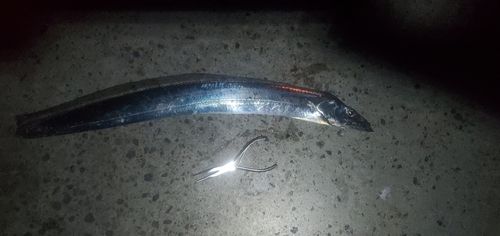 タチウオの釣果