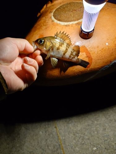 メバルの釣果