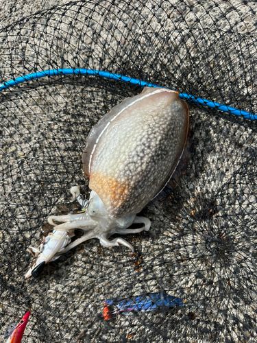 シリヤケイカの釣果