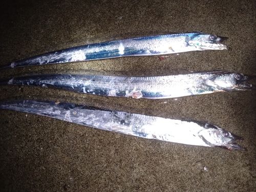 タチウオの釣果