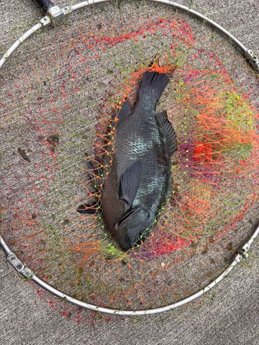 グレの釣果