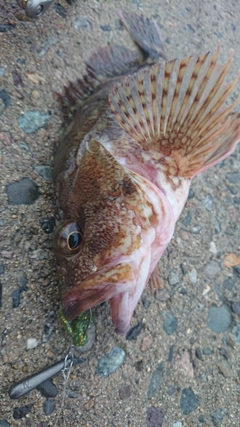 カサゴの釣果