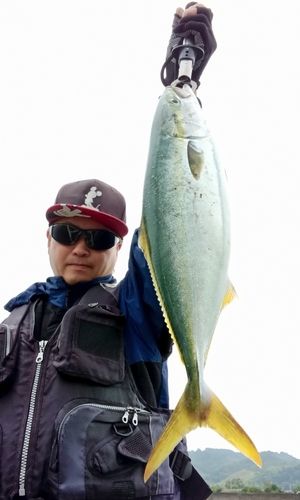 ヤズの釣果