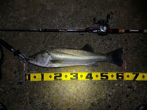 シーバスの釣果