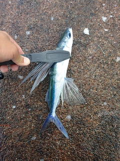 トビウオの釣果