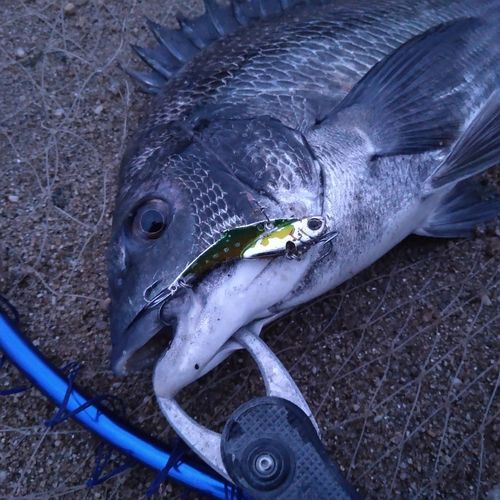 クロダイの釣果