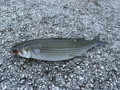 ボラの釣果
