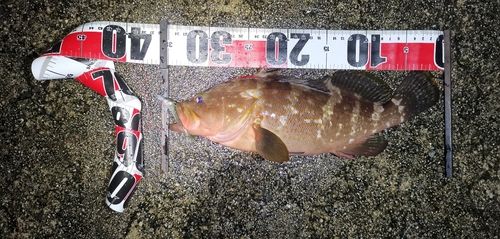 アコウの釣果