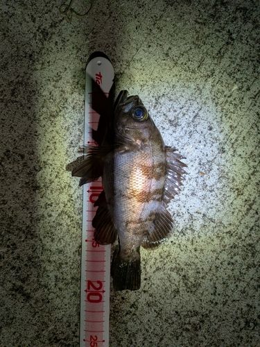 メバルの釣果