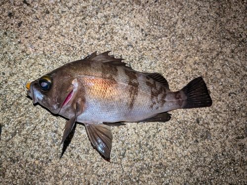 メバルの釣果