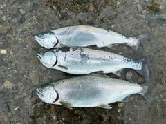 サクラマスの釣果