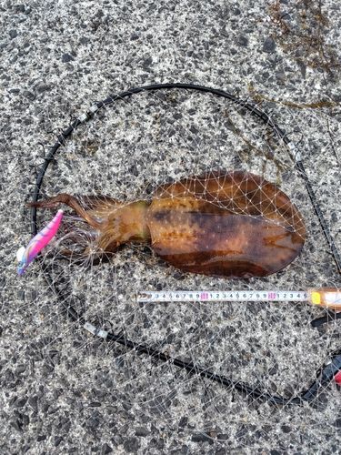 アオリイカの釣果