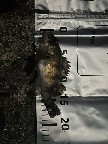 アオメバルの釣果