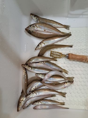 キスの釣果