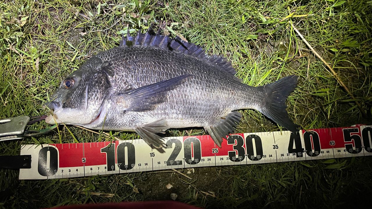 SHIMANO 18ディアルーナ S90MLの最安値・インプレ・釣果 | 本音の