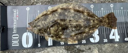 ヒラメの釣果