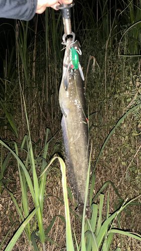 ナマズの釣果