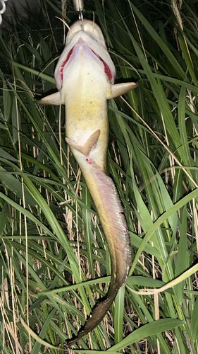 ナマズの釣果