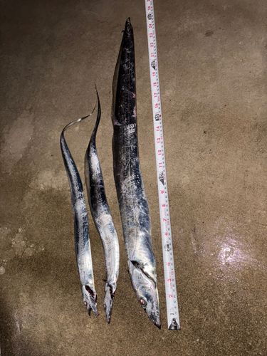タチウオの釣果