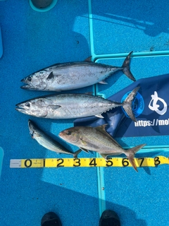 ハガツオの釣果