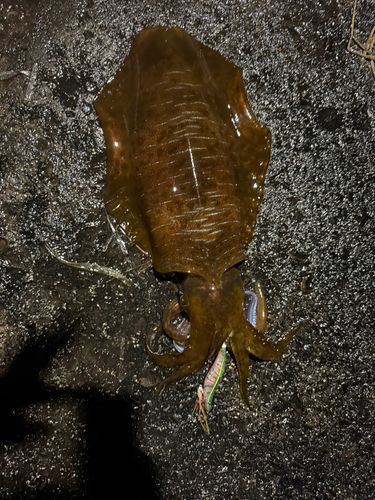 アオリイカの釣果