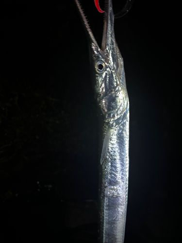 ダツの釣果
