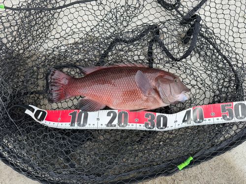 コブダイの釣果