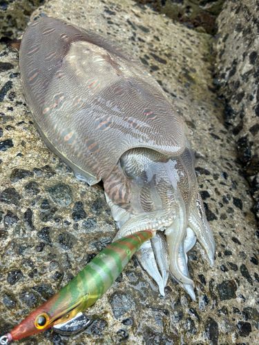 モンゴウイカの釣果