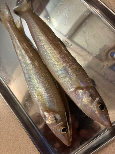 キスの釣果