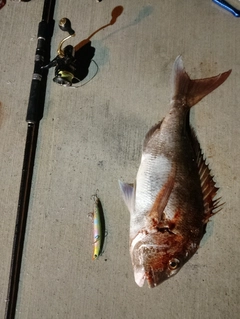 タイの釣果