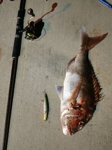タイの釣果