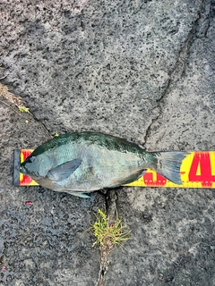 メジナの釣果