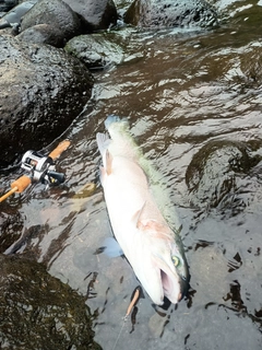ニジマスの釣果