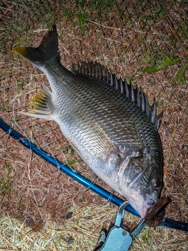 キビレの釣果