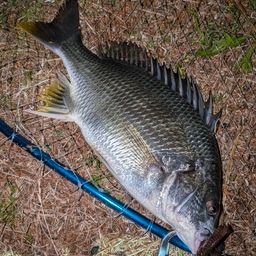 キチヌの釣果・釣り情報まとめ【2026年最新】 - アングラーズ | 釣果