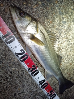 フッコ（マルスズキ）の釣果