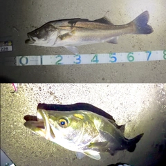 スズキの釣果
