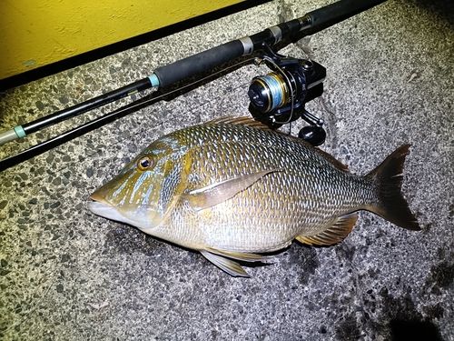 ハマフエフキの釣果