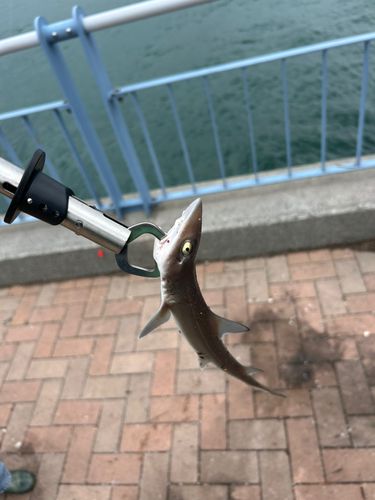 ドチザメの釣果