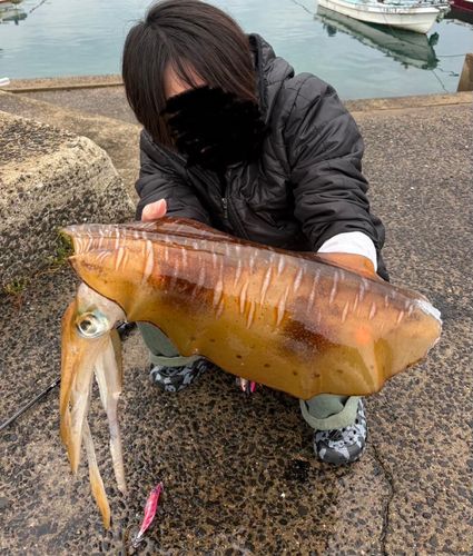 アオリイカの釣果