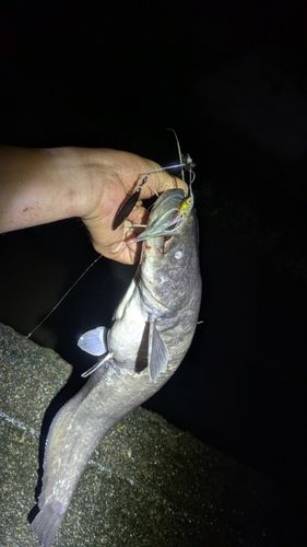 ナマズの釣果
