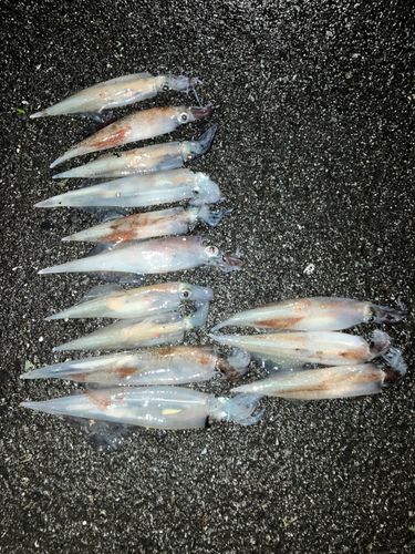ヤリイカの釣果