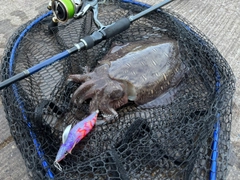 モンゴウイカの釣果
