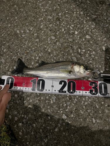 セイゴ（ヒラスズキ）の釣果