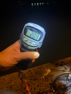 モンゴウイカの釣果