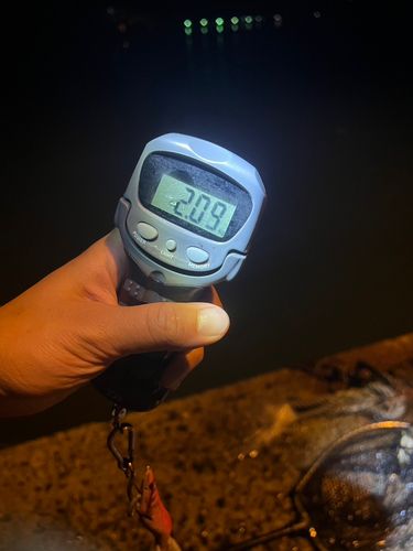モンゴウイカの釣果