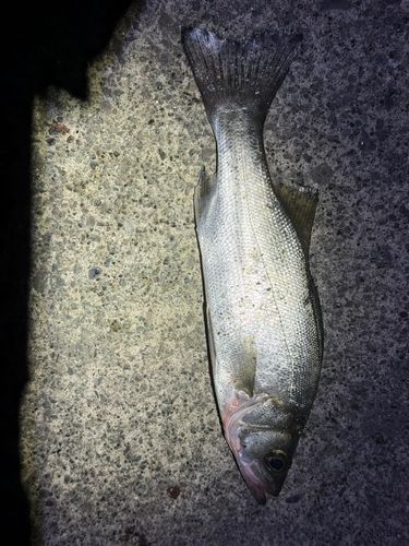 セイゴ（マルスズキ）の釣果