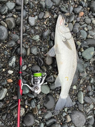 ヒラスズキの釣果