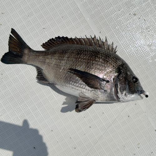キチヌの釣果・釣り情報まとめ【2026年最新】 - アングラーズ | 釣果