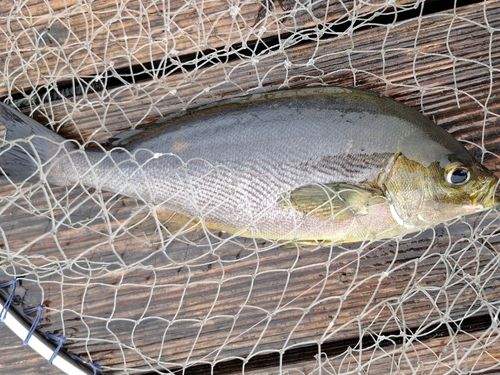 イサキの釣果